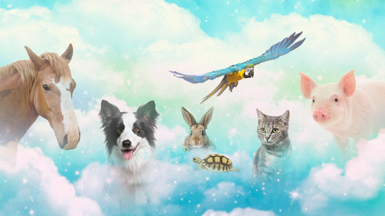 Facebook Banner 768x432
