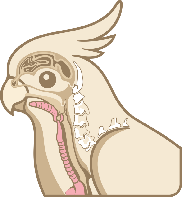 Bird Pharynx 768x833
